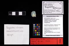 NHMW-GEO-2007z0149-0080_Ol_01.tifParagalathea vultuosona (Robins, Feldmann, Schweitzer & Bonde, 2016)  (NHMW-GEO-2007z0149-0080)